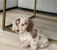 Dachshund Puppies for sale in California City, California. price: $750
