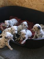 Dalmador Puppies Photos