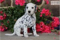 Dalmatian Puppies Photos