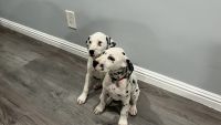 Dalmatian Puppies Photos