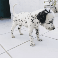 Dalmatian Puppies for sale in Vadapalani, Chennai, Tamil Nadu, India. price: 8000 INR