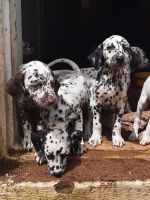 Dalmatian Puppies for sale in Maharashtra 416518, India. price: 18 INR