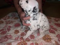 Dalmatian Puppies for sale in Wingate, NC 28174, USA. price: NA
