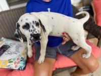 Dalmatian Puppies for sale in Troy, NC 27371, USA. price: NA
