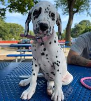Dalmatian Puppies for sale in Wilkes-Barre, PA, USA. price: NA