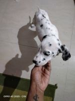 Dalmatian Puppies for sale in Bengaluru, Karnataka, India. price: NA