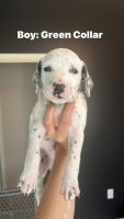 Dalmatian Puppies for sale in 6655 W Fishermans Dr, Tucson, AZ 85757, USA. price: NA