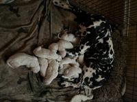 Dalmatian Puppies for sale in Temple, TX, USA. price: NA