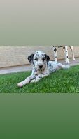 Dalmatian Puppies for sale in 6655 W Fishermans Dr, Tucson, AZ 85757, USA. price: NA
