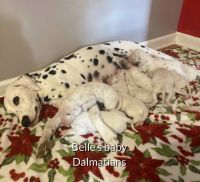 Dalmatian Puppies for sale in Cleveland, TN, USA. price: NA