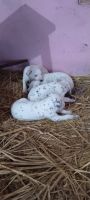 Dalmatian Puppies for sale in Ramnagar, Uttar Pradesh 221008, India. price: 20000 INR