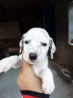 Dalmatian Puppies for sale in Bhubaneswar, Odisha, India. price: 15000 INR