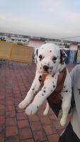 Dalmatian Puppies for sale in Chennai, Tamil Nadu, India. price: 8500 INR