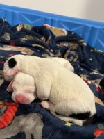 Dalmatian Puppies for sale in Houston, TX 77090, USA. price: $150