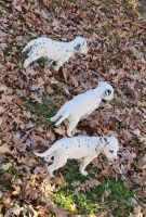Dalmatian Puppies for sale in Somerset, KY, USA. price: $600