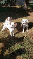 Dalmatian Puppies for sale in West Valley City, UT, USA. price: $1,000