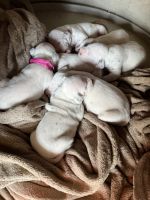Dalmatian Puppies for sale in Hearne, TX 77859, USA. price: $1,000
