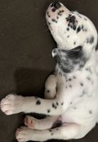 Dalmatian Puppies for sale in Bowling Green, Kentucky. price: $400