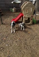 Dalmatian Puppies for sale in Mesa, Arizona. price: $1,000