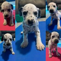 Dalmatian Puppies for sale in Red Lion, Pennsylvania. price: $1,200