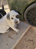 Dalmatian Puppies for sale in Carlsbad, New Mexico. price: $100