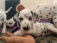Dalmatian Puppies for sale in Pune, Maharashtra. price: 25,000 INR