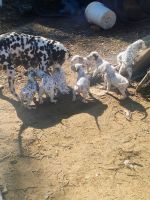 Dalmatian Puppies for sale in Riverside, California. price: $1,300