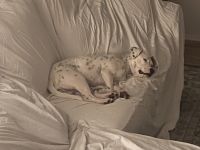 Dandie Dinmont Terrier Puppies Photos