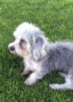 Dandie Dinmont Terrier Puppies for sale in Los Angeles, CA, USA. price: NA