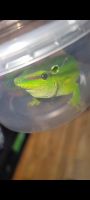 Day Geckos Reptiles for sale in Union, NJ, USA. price: NA