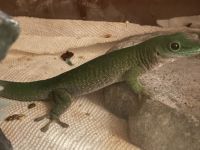 Day Geckos Reptiles for sale in Hollister, CA 95023, USA. price: NA