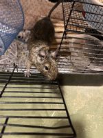 Degu Rodents for sale in Chippewa Falls, WI 54729, USA. price: NA