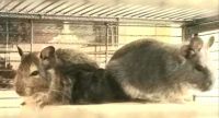 Degu Rodents for sale in Tempe, Arizona. price: $15