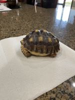 Desert Tortoise Reptiles for sale in Laveen Village, Phoenix, AZ, USA. price: NA