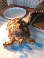 Desert Tortoise Reptiles for sale in Addison, IL 60101, USA. price: NA