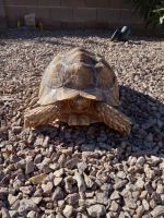 Desert Tortoise Reptiles for sale in 6121 Riverwalk Falls St, North Las Vegas, NV 89031, USA. price: NA
