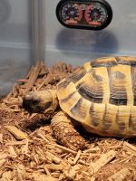 Desert Tortoise Reptiles for sale in Port Washington, WI 53074, USA. price: NA