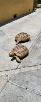 Desert Tortoise Reptiles for sale in Los Angeles, CA, USA. price: $10,000