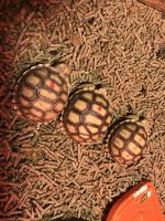 Desert Tortoise Reptiles Photos