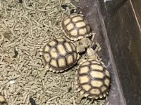 Desert Tortoise Reptiles Photos