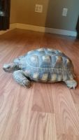 Desert Tortoise Reptiles for sale in Oakhurst, CA 93644, USA. price: NA