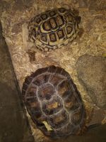 Desert Tortoise Reptiles for sale in Bylas, AZ 85530, USA. price: NA