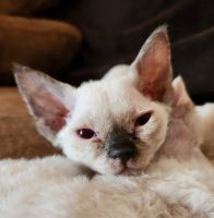 Devon Rex Cats for sale in St. Louis, MO, USA. price: NA