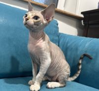Devon Rex Cats for sale in Holland, PA 18966, USA. price: $2,300