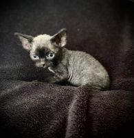 Devon Rex Cats for sale in Fort Myers, FL, USA. price: $1,200