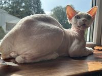 Devon Rex Cats for sale in Holland, PA 18966, USA. price: $2,300