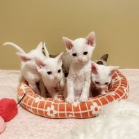 Devon Rex Cats for sale in Ventura County, CA, USA. price: $2,000