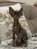 Devon Rex Cats for sale in Miami, Florida. price: $1,500