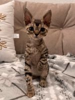 Devon Rex Cats for sale in Miami, Florida. price: $1,500
