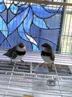 Diamond Dove Birds for sale in Pasadena, CA, USA. price: NA